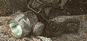 Buckmasters Camo Trident